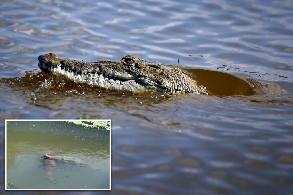 Crocodile caught on camera with large dog clamped in its jaws: ‘Just heartbreaking’