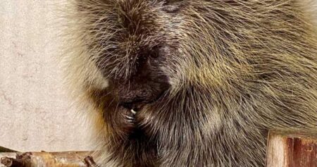 ‘Race against time’ for dog that’s already had 853 porcupine quills removed: NS SPCA