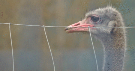 Edgewood farm’s veterinarian authorized to check on sick ostrich, no testing permitted