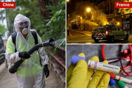 New York health officials confirm state’s first locally acquired case of chikungunya virus