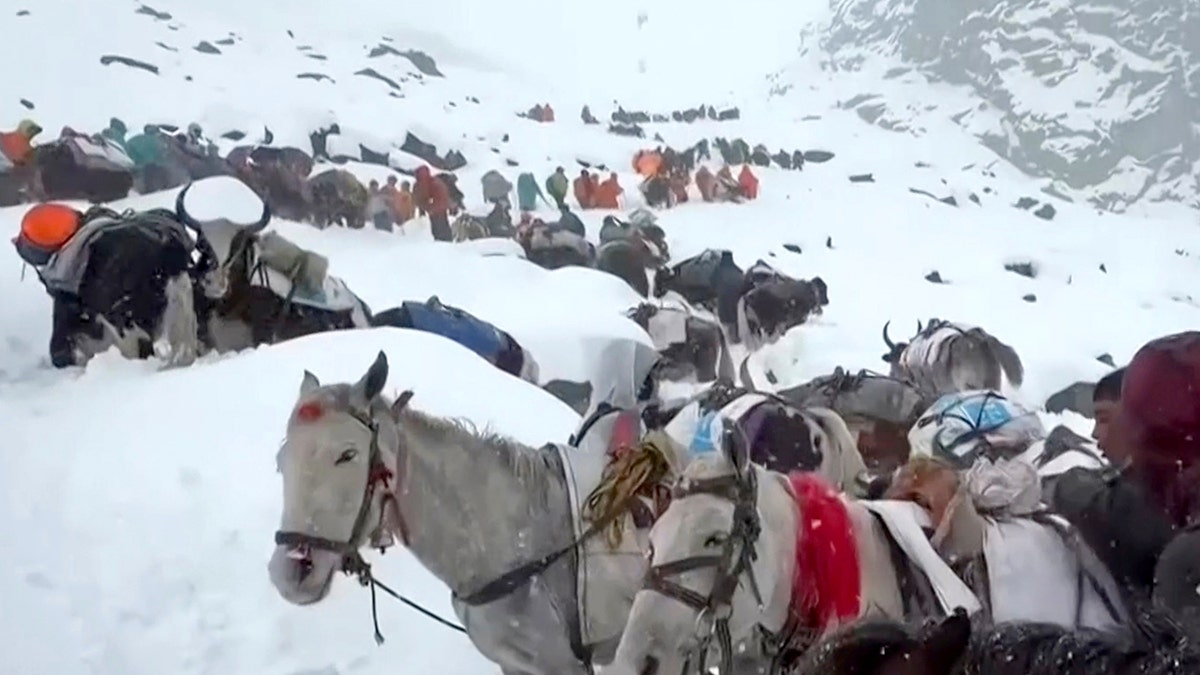 villagers with their oxen and horses ascend mountain in snowy conditions