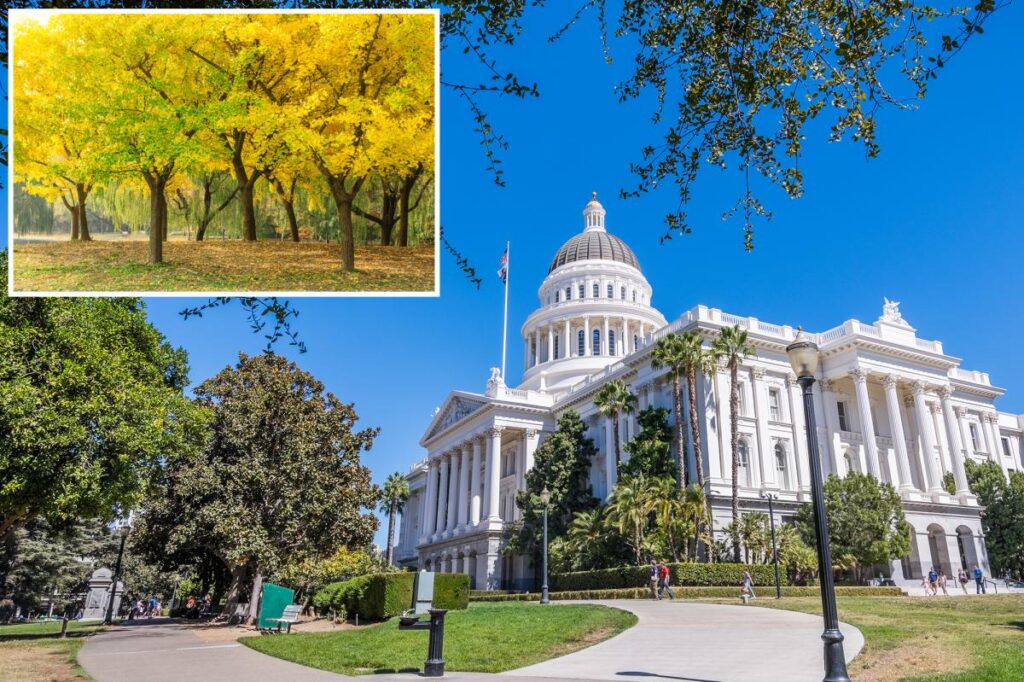 ‘Vomit’-like stench wafting from trees in California State Capitol Park: ‘Pungent and unpleasant’