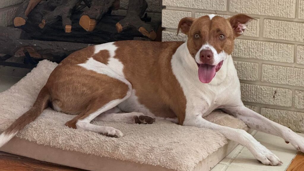 Turn Your Pet Photos Into Cute iPhone Emoji in a Few Easy Steps