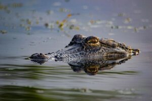Dear Abby: Should I tell my neighbor about the alligator in the lake we swim in?