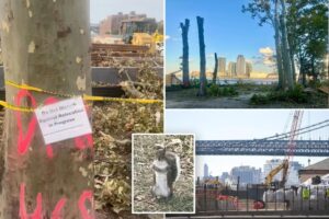 Exclusive | Dozen-plus NYC squirrels saved from ‘certain death’ inside barren construction site as locals step in to rescue creatures