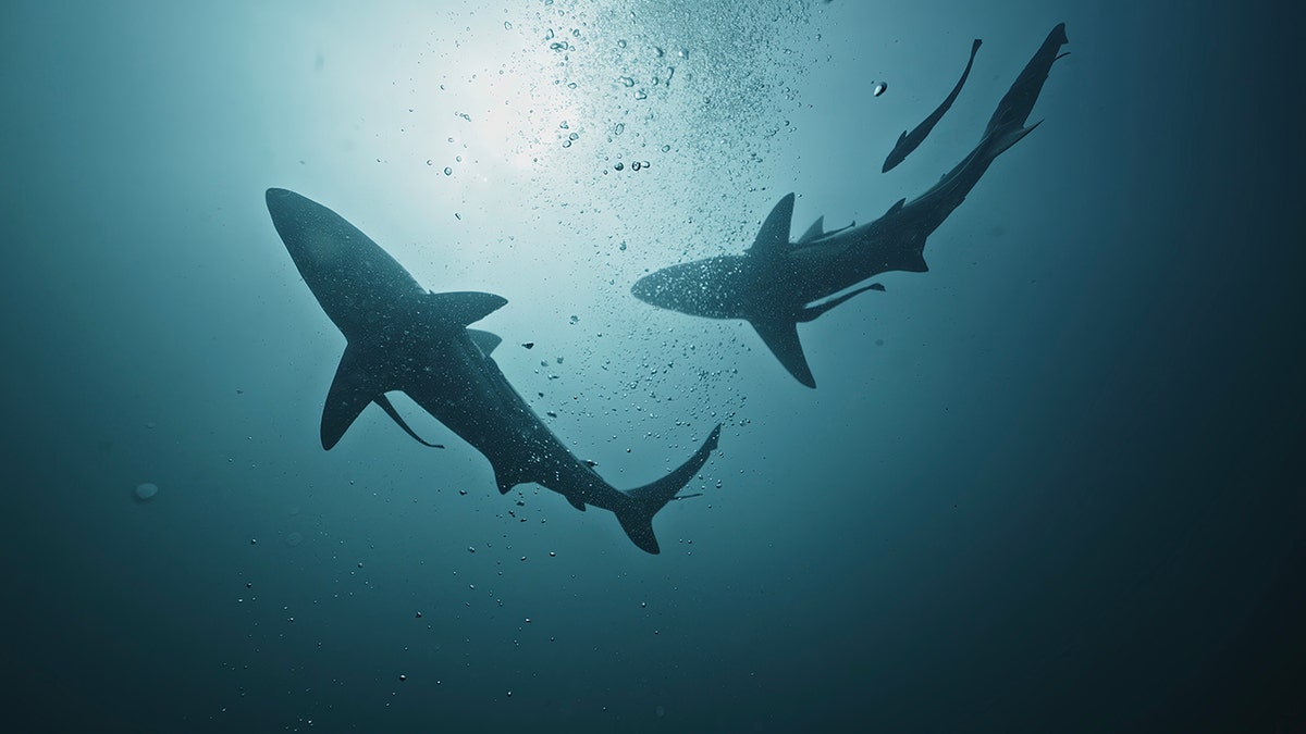A pair of sharks swim underwater