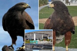 Two trained hawks stolen from SoFi Stadium during LA Rams game
