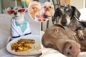 Exclusive | Inside the secret lives of petfluencers: Body doubles, demanding doggie divas and shocking money deals