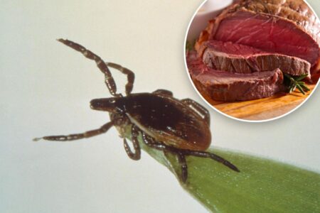 What is alpha-gal syndrome? New Jersey man is first known fatality from meat allergy caused by ticks