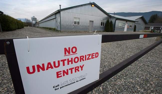 18 poultry farms in B.C. dealing with avian flu outbreaks 18 poultry farms in B.C. dealing with avian flu outbreaks