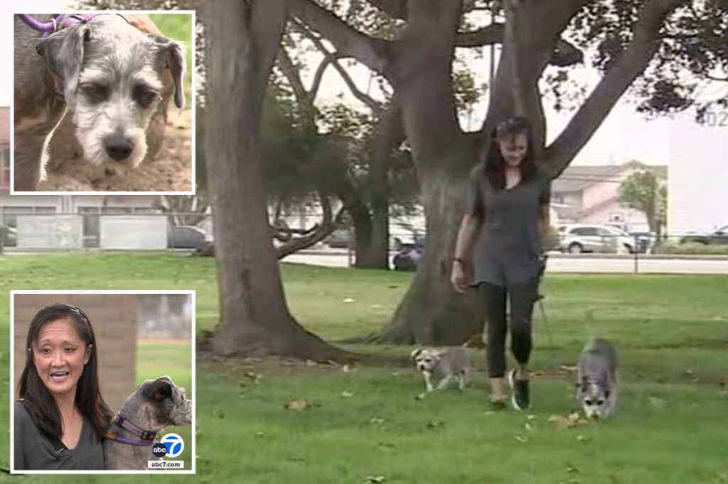 Dog is rushed to vet after ingesting methamphetamine during walk in park: ‘She started just twitching’ Dog is rushed to vet after ingesting methamphetamine during walk in park: ‘She started just twitching’