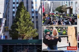 Let the holiday season begin! Rockefeller Center tree lifted into place as crowd looks on: ‘It’s surreal’