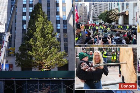 Let the holiday season begin! Rockefeller Center tree lifted into place as crowd looks on: ‘It’s surreal’