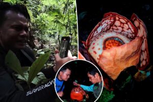 Biologist bawls eyes out in emotional video upon finding the world’s rarest flower — after searching for 13 years