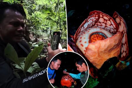 Biologist bawls eyes out in emotional video upon finding the world’s rarest flower — after searching for 13 years