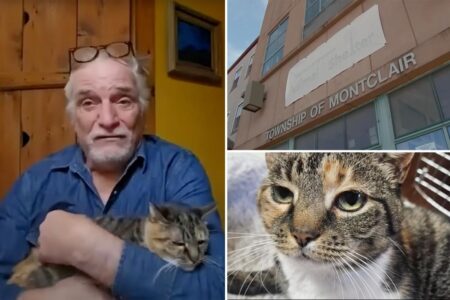 New York family reunited with cat 10 years after their pet went missing
