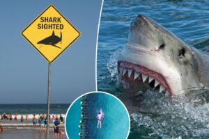Beware of the world’s shark attack hotspots — including one US destination topping the ranks