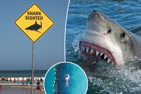 Beware of the world’s shark attack hotspots — including one US destination topping the ranks