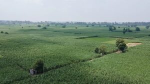 EU bets on nature-based products to increase domestic competitiveness