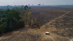 EU Parliament’s centrist majority splits over deforestation rules