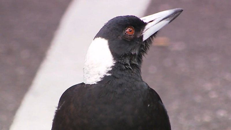 Child in hospital after magpie swoop on walk home from school Child in hospital after magpie swoop on walk home from school