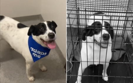 Dog Who Spent 740 Days in Shelter Adopted and Returned for Crushing Reason