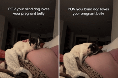 Blind Dog Loves Owner’s Pregnancy Bump, What She Captures Melts Hearts 