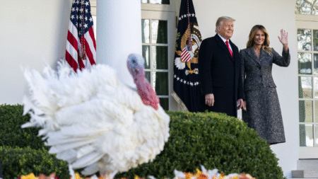 Trump kicks off Thanksgiving week with turkey pardon and Christmas tree arrival