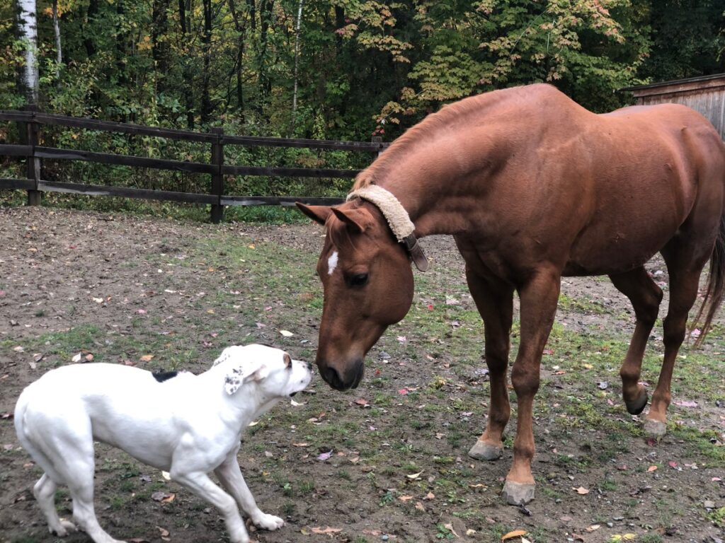 Dog Sneaks Into Horse Field, the ‘Traumatic Event’ That Follows Goes Viral Dog Sneaks Into Horse Field, the ‘Traumatic Event’ That Follows Goes Viral