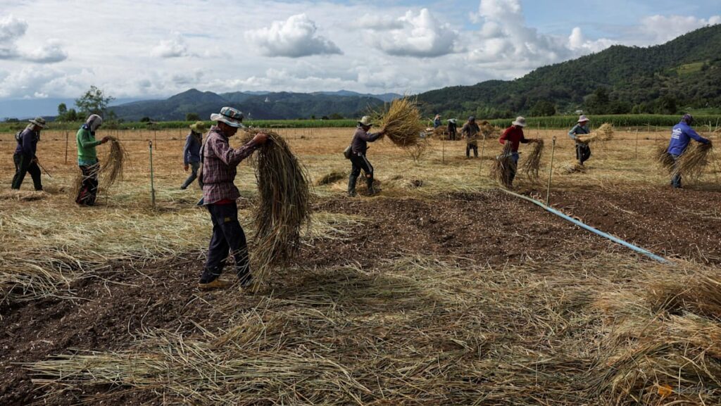 Toxic mines put Southeast Asia’s rivers, people at risk: Study