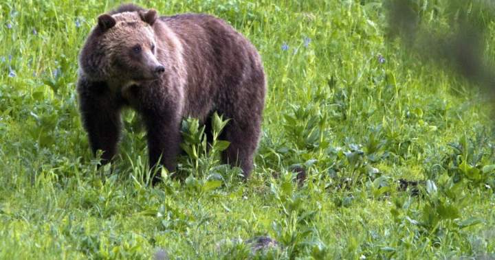 Recent bear attacks, close encounters prompt calls to bring back Alberta’s grizzly hunt Recent bear attacks, close encounters prompt calls to bring back Alberta’s grizzly hunt