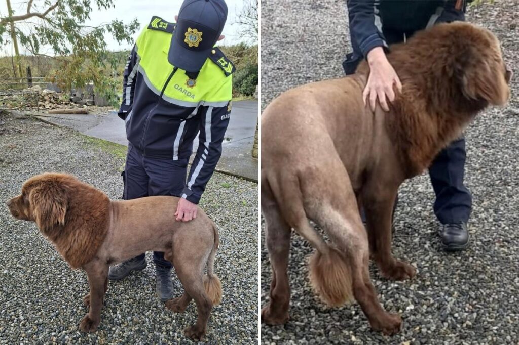 Lone ‘lion’ seen roaming in Ireland, sparking police probe, was actually dog sporting ‘fresh haircut’: police Lone ‘lion’ seen roaming in Ireland, sparking police probe, was actually dog sporting ‘fresh haircut’: police