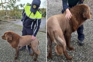 Lone ‘lion’ seen roaming in Ireland, sparking police probe, was actually  dog sporting ‘fresh haircut’: police