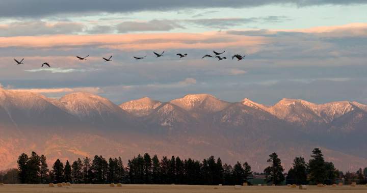 Montana city launches campaign to woo back Canadian visitors: ‘We miss you’ Montana city launches campaign to woo back Canadian visitors: ‘We miss you’