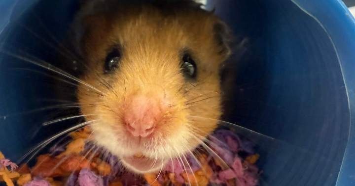 Looking to adopt a hamster? AARCS looking for homes, supplies Looking to adopt a hamster? AARCS looking for homes, supplies