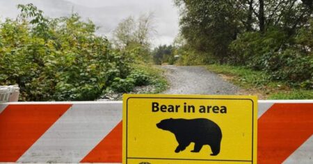 2 more grizzlies captured, to be assessed after attack on B.C. schoolchildren