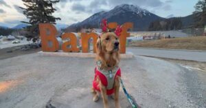 Iconic Banff sign has a new home after concerns raised about pedestrian safety