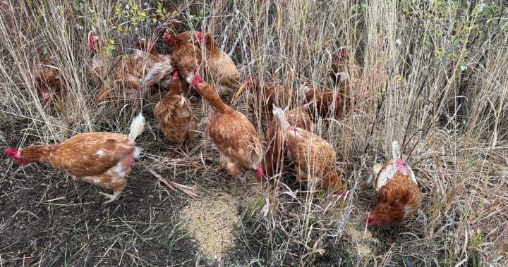 Latest case of animal abandonment in North Okanagan has advocates issuing a plea Latest case of animal abandonment in North Okanagan has advocates issuing a plea