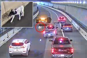 Lost dog wanders into busy Boston tunnel during morning rush hour before being saved by police