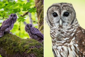 DEI for the birds? US government to kill 450K owls on West Coast to thwart rival owl’s extinction