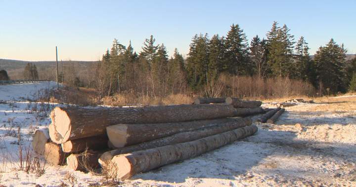 Lumber supports won’t ‘make any difference,’ New Brunswick industry insider says Lumber supports won’t ‘make any difference,’ New Brunswick industry insider says