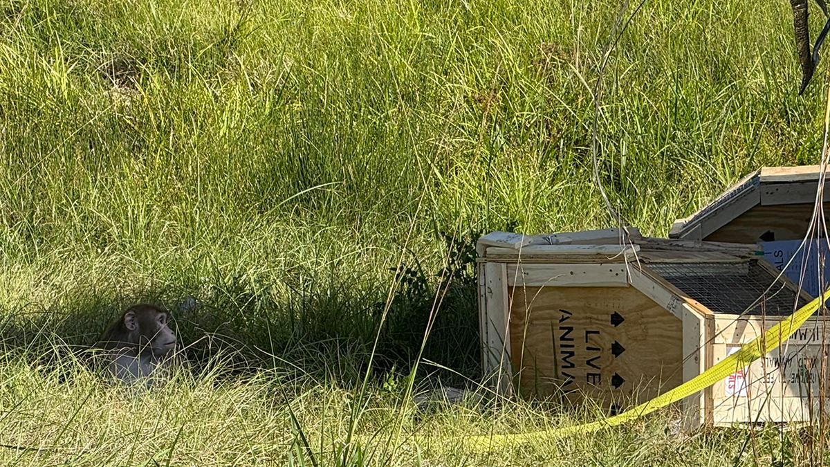 A monkey next to a crate.