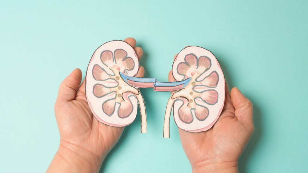 13 Essential Superfoods That Will Supercharge Your Kidney Health This Winter 13 Essential Superfoods That Will Supercharge Your Kidney Health This Winter