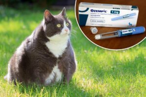 Fat cats are taking Ozempic now — and it could be the solution to terminal feline illnesses