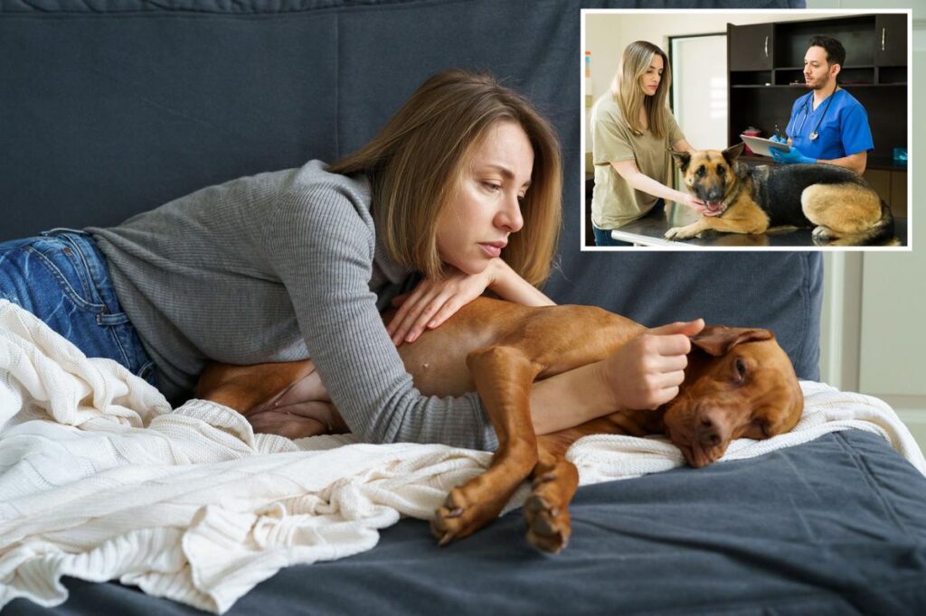 How to know if your pup has ‘dog dementia’ — look for the ‘DISHA’ signs