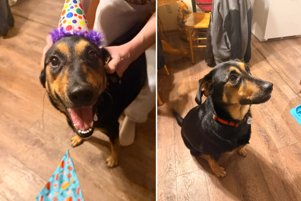 Gen Z Owner Decides To Euthanize Dog After 2nd Birthday, Tears Over Reason
