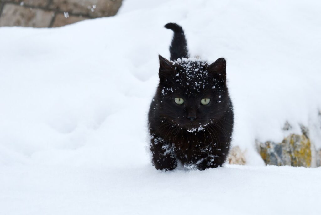 Stray Cat Living Outside Gets Christmas Gift—Reaction Melts Hearts  