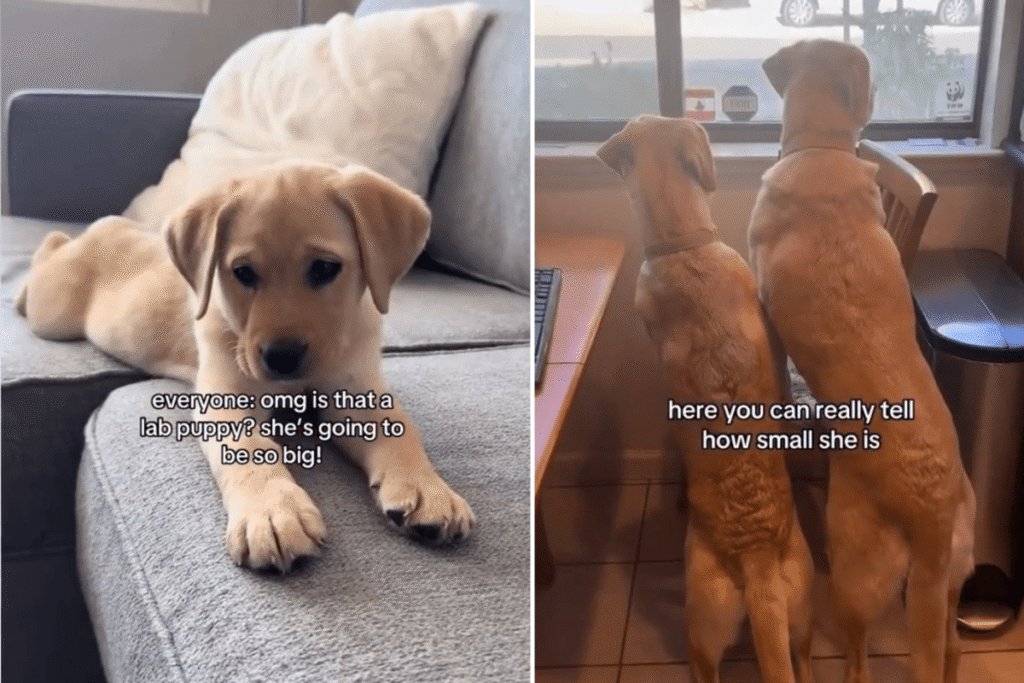Couple Told Labrador Puppy Will Be ‘So Big,’ What She Grows Into Goes Viral