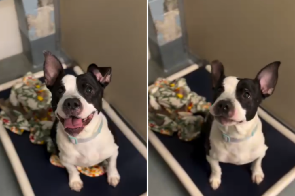 Dog Found Dumped Behind Dumpster With ‘Tiny Blanket’ Just Before Christmas