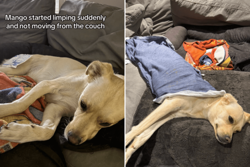 Rescue Dog Starts Limping, Owner Can’t Cope After Discovering Reason Why